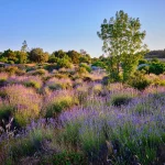 lavender field on hvar island at sunny day croatia